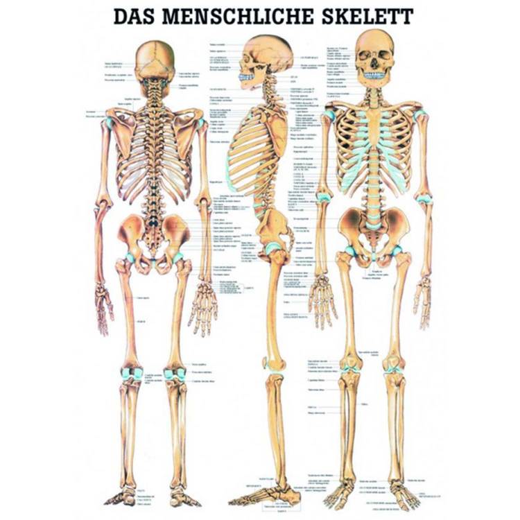 Öffne Miniposter "Das menschliche Skelett"