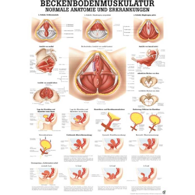 Öffne Miniposter "Beckenbodenmuskulatur"