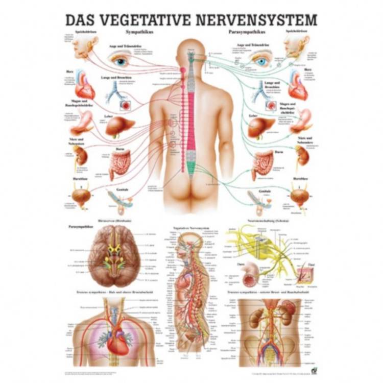 Öffne Miniposter "Nervensystem des Menschen"