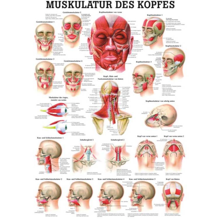 Öffne Miniposter "Handmuskulatur des Menschen"