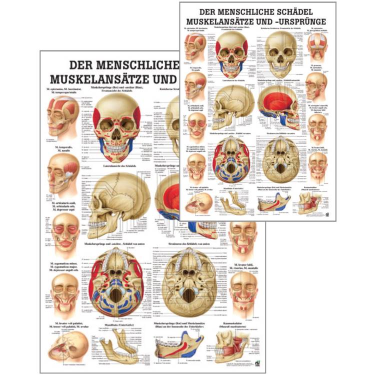 Öffne Miniposter "Handmuskulatur des Menschen"