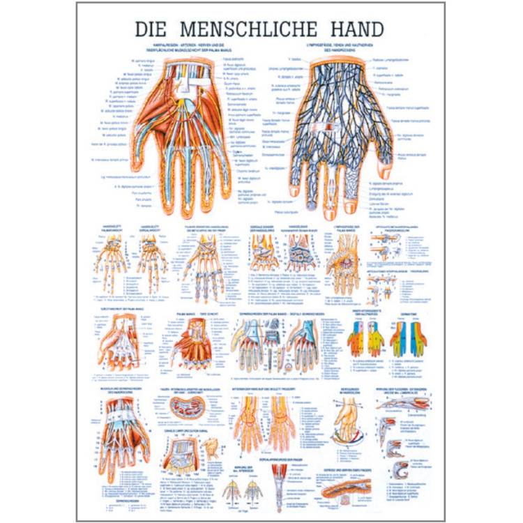 Öffne Lehrtafel "Die menschliche Hand"