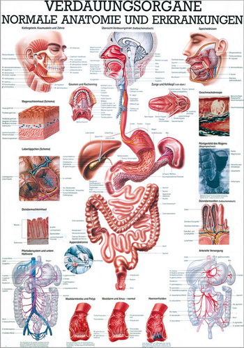 Öffne Lehrmittel "Verdauungsorgane - normale Anatomie u.  Erkrankungen"